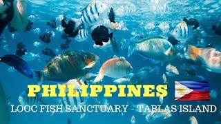 Looc Fish Sanctuary Tablas  The Best Snorkelling Spot In Romblon [upl. by Galliett]