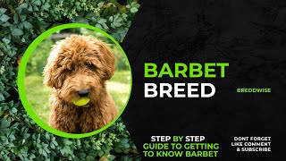 Discover the Enchanting Barbet Dog Breed French Water Dogs [upl. by Yankee]