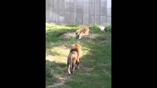 St Louis Zoo Lions [upl. by Brinkema]