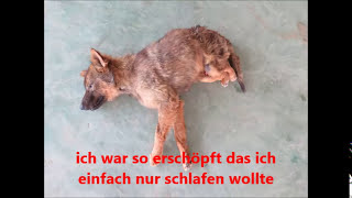 Warum liebte mich niemand ich bin ja nur ein Hund [upl. by Bergerac807]