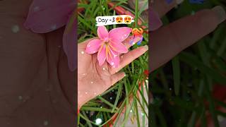 Rain lily flower kaise lagayeHow to grow rain lily from bulbs  Rain lily plant care shorts [upl. by Aimal]