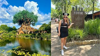 Eating at Tiffins at Disneys Animal Kingdom The Best Safari with so Many Animals [upl. by Yeblehs]