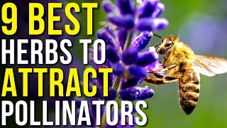 9 Herbs that Attract Pollinators to Your Garden  How to Attract Pollinators [upl. by Esya534]