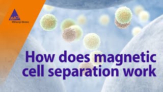 How does magnetic cell separation work [upl. by Bayard]