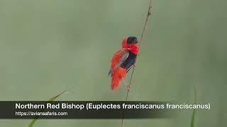 Northern Red Bishop Euplectes franciscanus franciscanus [upl. by Chisholm]