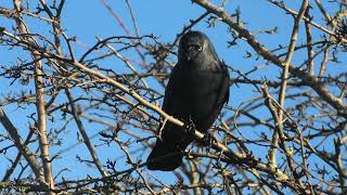 JACKDAW 16 December 2023 Shrewsbury Shropshire [upl. by Aisyle]