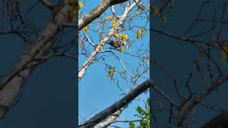 Tui picks up nectar from blossom birds NZendemic wildlife NewZealandBirds tui [upl. by Bernadene]