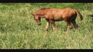 Azteca horse foal Chestnut Colt Born 6 12 2009 video taken 7 22 2009 [upl. by Adnilab42]