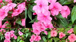 A Colorful Addition to Your Garden  New Guinea Sunpatiens 🌸🌸2024 [upl. by Marjana]