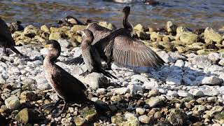 Cormorani e Marangone minore  Great Cormorant and Pygmy Cormorant [upl. by Hardner140]