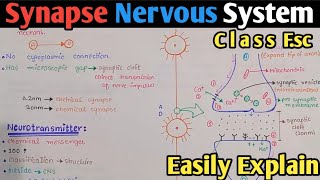 Synapse  Synapse Transmission In Urdu Hindi  Class 12 Biology [upl. by Atirahc]