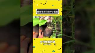 小熊猫！你怎么能萌成这样 小熊猫 动物 可爱 万万没想到shorts [upl. by Atiuqal]