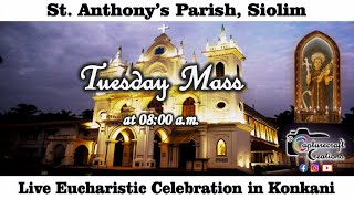 Tuesday Konkani Mass Live at 800am 29th Oct 2024  St Anthonys Church Siolim [upl. by Shore]