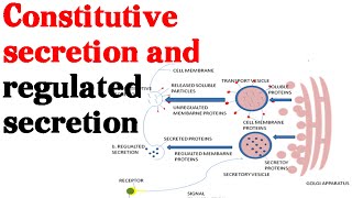 Constitutive secretion and regulated secretion  protein secretion pathway [upl. by Alaik]