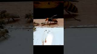 Giant Hornet vs Japanese Honeybee A Fierce Encounter in Nature [upl. by Eniluap]