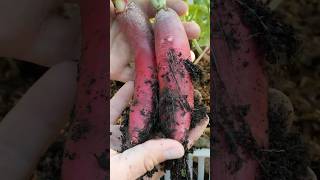 Growing Elongated Radish from Seed to Harvest [upl. by Cirdahc937]