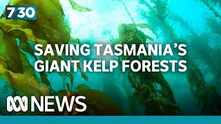 Saving Tasmanias giant kelp forests  730 [upl. by Yruoc]