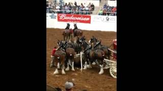 Budweiser Clydesdale Horses accident [upl. by Adoree862]