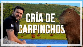 🔹CRÍA de CARPINCHOS especie AUTÓCTONA del Uruguay 🔹programa Contacto🌎🌍 [upl. by Alahcim]