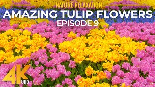 Amazing Flower Fields of Skagit Valley  Tulip Festival of 2022  4K Relaxation Video Episode 9 [upl. by Engdahl]