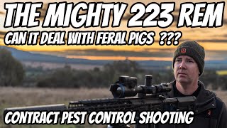 The Most Popular Rifle Cartridge in the WORLD  The Mighty 223Rem  Can It Deal with Feral Pigs [upl. by Boeke]