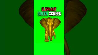 Golden Elephant Running Green Screen dailygreenscreen [upl. by Rivers]