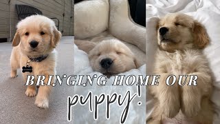 BRINGING HOME OUR GOLDEN RETRIEVER PUPPY [upl. by Monty]