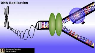 Introduction to DNA Replication [upl. by Ecinuahs]