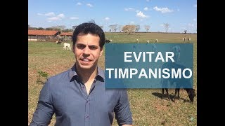 COMO EVITAR O TIMPANISMO BOVINO [upl. by Mulac]