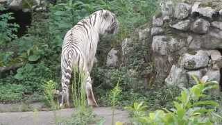 Tigrebranco tigredebengala Zoo de São Paulo [upl. by Oicneconi]