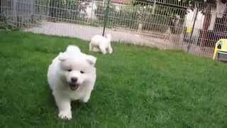 Samoyed puppies 6 weeks old [upl. by Atena790]