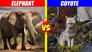 Elephant vs Coyote  SPORE [upl. by Gibe312]