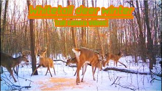 Winter Trail Camera MADNESS [upl. by Ardnael]