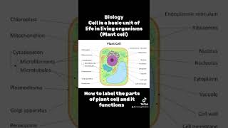 Cell  plants cell biology  Cell is the basic unit of life plantcells plantreproduction [upl. by Jovitta]