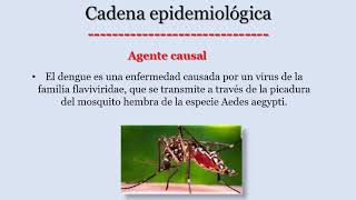 Cadena epidemiológica del dengue [upl. by Enilorac]