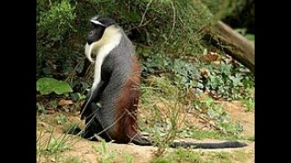 The Roloway Monkey is an endangered species of Old World monkey endemic to tropical West Africa [upl. by Arreyt900]