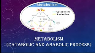 Metabolism  catabolic and anabolic process metabolism catabolism anabolism biology exam [upl. by Akirrehs961]