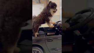 Cutest Pomeranian Puppy Willy drives his new Mercedes AMG GT R [upl. by Nam]