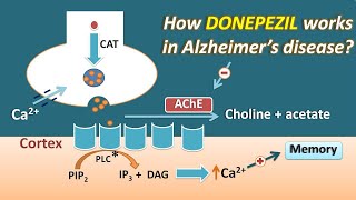 How Donepezil works in Alzheimers disease  Mechanism and side effects [upl. by Nalniuq938]