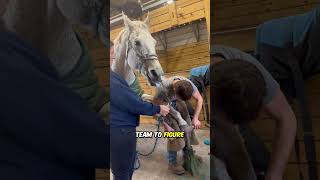 Horse Distracted by Duct Tape During Hoof Trim [upl. by Jim]