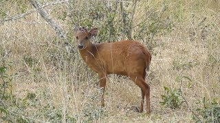 Red duiker Cephalophus natalensis [upl. by Ainezey]