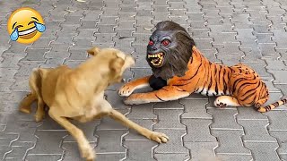 शैतान कुत्ते ने जब देख लिया भूतिया शेर FUNNIEST ANIMAL MOMENTS CAUGHT ON CAM 14 [upl. by Ainegul589]