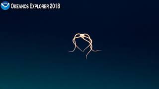 Okeanos Explorer Video Bite Rare Footage of Brittle Star Swimming [upl. by Novek282]