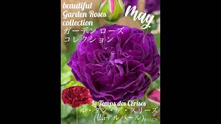 【beautiful garden roses collection「le tepms des cerises」】ル タンデ スリーズ [upl. by Norvall]