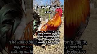 Gamefowl Bloodlines Radio [upl. by Alohcin646]