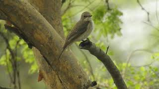 Spotted Flycatcher calling and flicking its tail [upl. by Liza267]