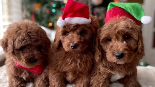 Maples Christmas puppies 7 weeks [upl. by Hachmin]