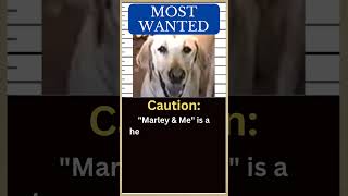 The Worlds Worst Dog Meet the MARLEY amp ME Labrador 🐶 [upl. by Seigel]