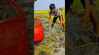 Wow😮Really Amazing Cat Fish Catching 🖤Rural Hand Fishing fishvideo shorts Fish [upl. by Nehemiah253]