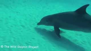 Bottlenose Dolphins Foraging [upl. by Yrak]